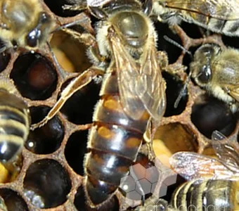 Пчеломатки, бджоломатки карника