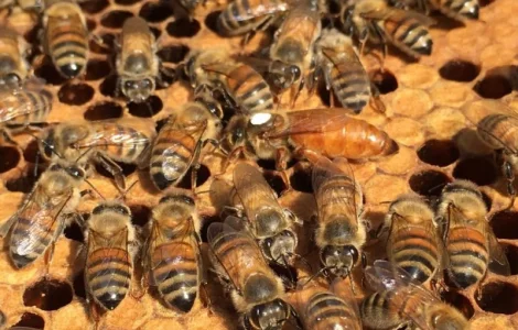 Продается матки Лигустика