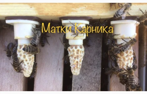 Продается пчела Карника