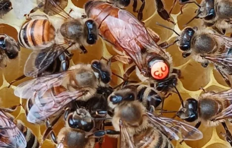 Матки Бакфаст