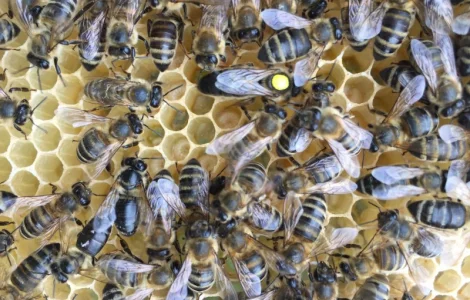 Матки Карпатка та КАРНІКА 2024 – Бджоломатки високої якості (Пчеломатка, Бджоломатка, Бджолині матки)