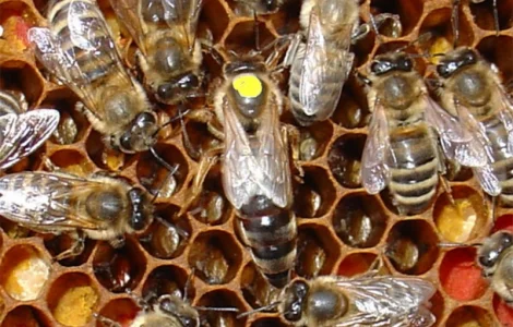 Матки КАРПАТКА та КАРНІКА 2024 року — плідні бджоломатки (бджолині матки, плодні матки)