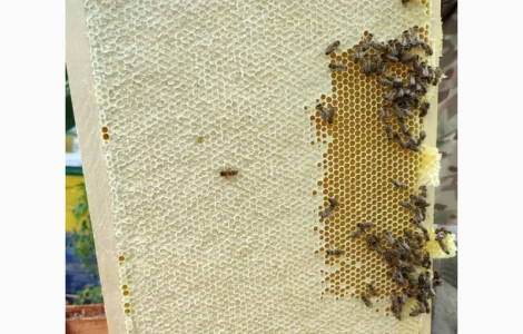 Продам плідних маток української степової породи та бджолопакети