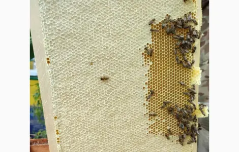 Продам плідні матки української степової породи
