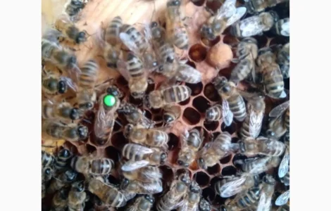 Плідні матки породи Карпатка з доставкою поштою