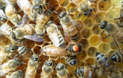 Пчеломатки Бакфаст на заказ на 2026 год