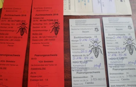 Пчеломатки породы Карника от племенного производителя