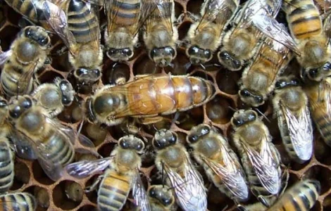 Королеви Бакфаст