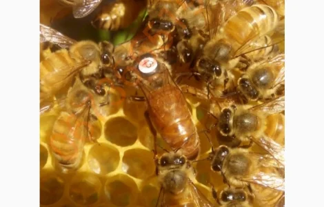 Продам бджоломатки штучного запліднення