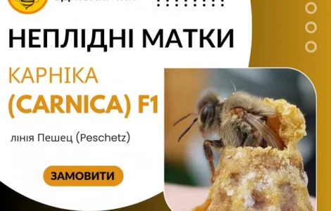 Неплідні бджоломатки Карніка