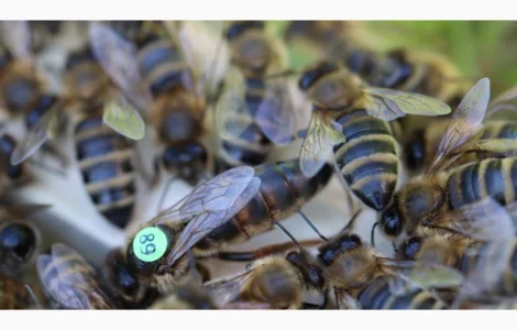 Неплідні матки бджіл Карніка