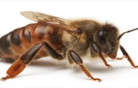 Зимовані матки Карніка F1