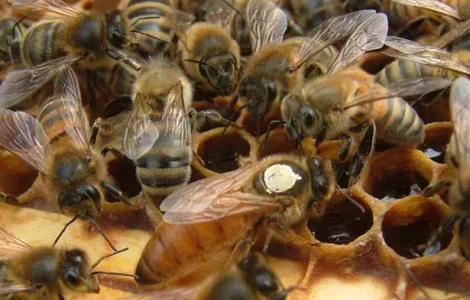 Матки породи Carnica