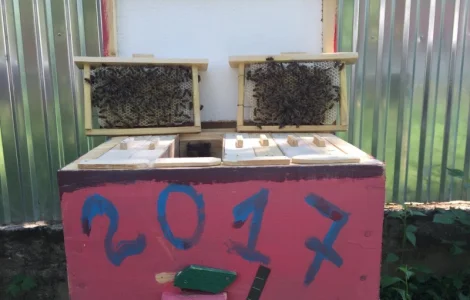 Бджоломатки породи Карніка на продажу