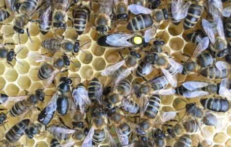 Бджоломатка КАРПАТКА Плідні матки 2023 року (Пчеломатка, Бджолині матки)