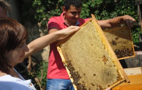 Чистопородные карпатские пчеломатки "Говерла"