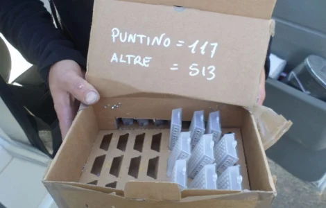 Пчеломатки итальянской породы на продажу