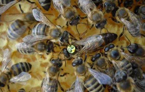 Пчеломатки Карника F-1 из Германии и Австрии