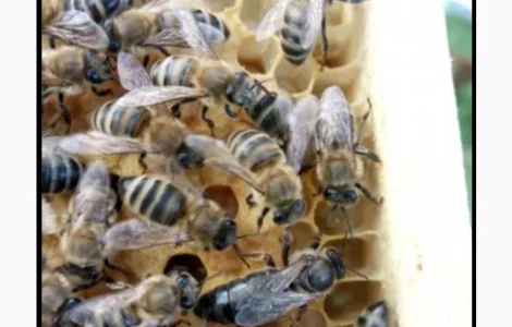 Продам бджоломатки Карніка 2024р