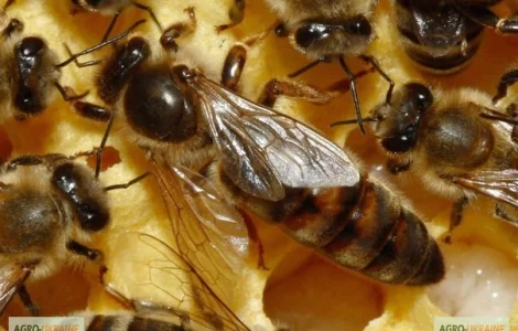 Неплідні матки української степової породи – бджоломатки