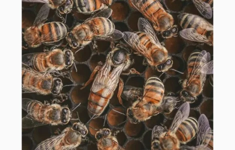 Продам матки Бакфаст