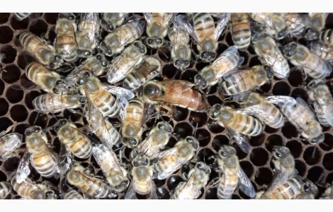 Продам зимувалі бджоломатки бакфаст штучного запліднення 2023 року