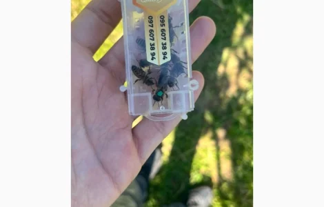 Бджоломатка Карпатка – вигідний прайс для оптовиків