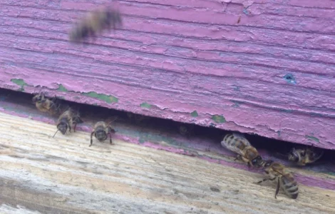 Пчеломатки Бакфаст