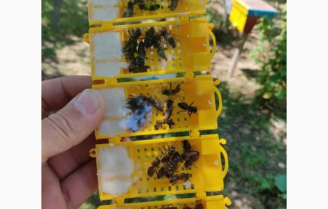 Пчеломатки Карпатки – високоякісні бджоло матки