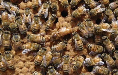 Продам матки итальянской породы