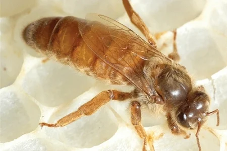 Apis mellifera ligustica