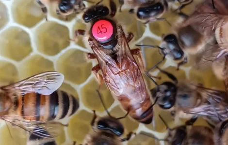 Матки Бакфаст – премиальная линия