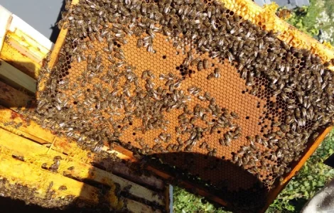 Бджолопакети Карпатка та Карніка – сильні медоносні сім’ї