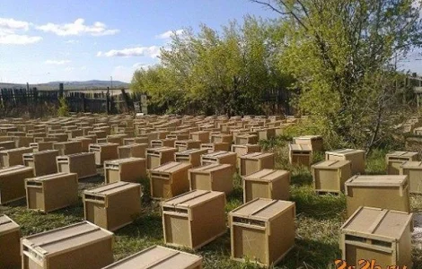 Замовлення на бджолопакети Карніка на весну 2026 року