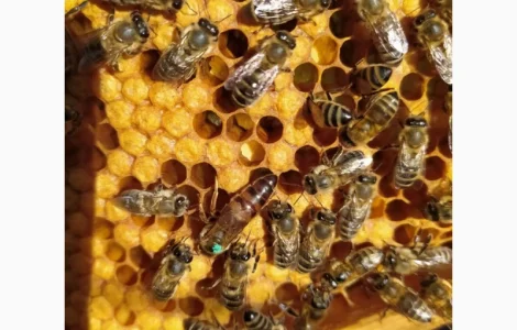 Продам пчелопакеты КАРПАТКА с доставкой по всей Украине