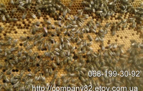 Пчелопакеты с молодыми пчеломатками Карпатской породы — доставка по всей Украине