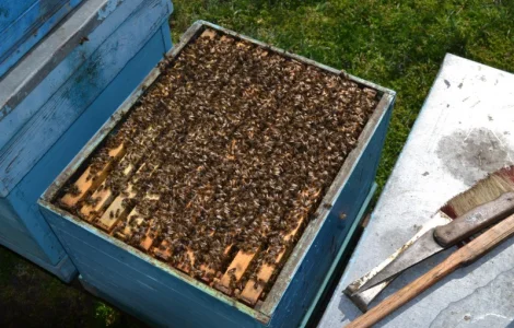 Пчелопакеты карпатской породы с доставкой по Украине