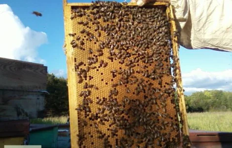 Пчелопакеты карпатской породы 5-рамочные