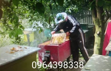 Продам бджолопакети та бджолосім'ї