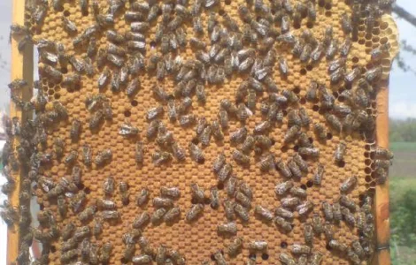 Пропонуються бджолопакети 4 рр. за договірною ціною