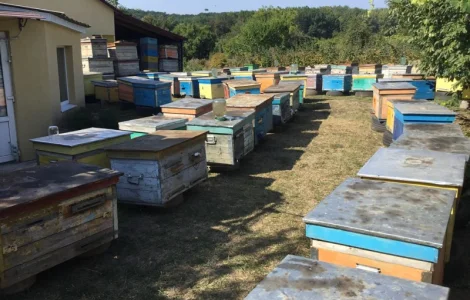 Пропонується бджолосім'я та бджолопакети