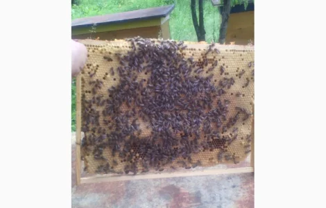 Продаются пчелопакеты карпатки с доставкой по трассе Чоп-Киев