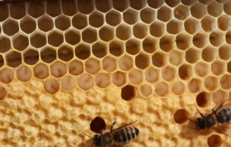 Пропонуються бджолопакети та матки 2025 року