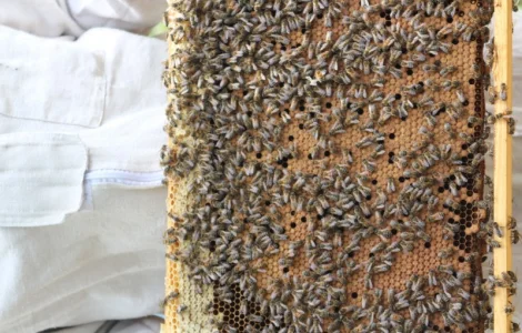 Продам бджолопакети та бджолосім’ї з власної пасіки