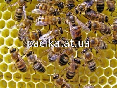 Продам бджолопакети, бджолосім’ї та рої