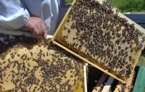 Пчелопакети породи Карніка