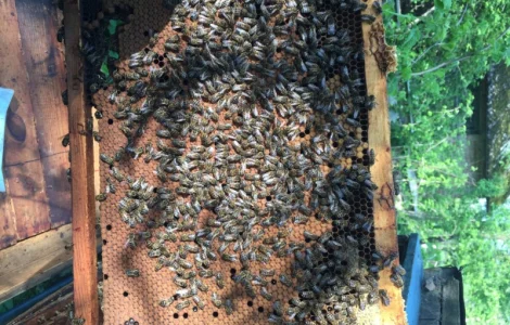Продаются бджолопакеты от 1 до 100 единиц в начале мая