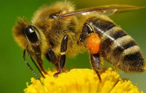 Пчелопакеты серой горной кавказской породы с матками