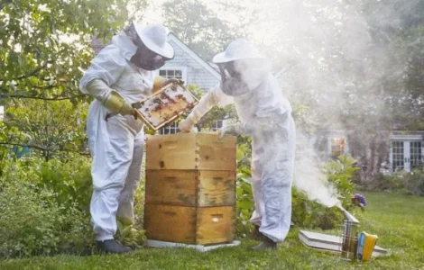 Бджолопакети породи Карніка F1 з племінної пасіки