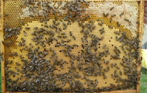 Бджолопакети Карпатка на 2024 рік